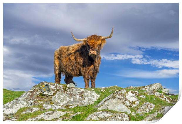 Highland Cattle Print by Arterra 