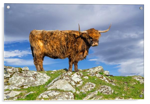 Highlander in Shetland Acrylic by Arterra 