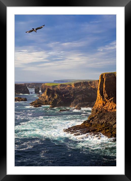 Great Skua soaring over Eshaness, Shetland Framed Mounted Print by Arterra 