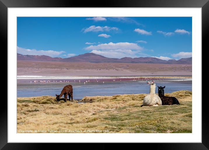 Lamas and Flamingos Framed Mounted Print by Claire Turner