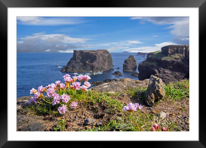 Sea Pink along the Shetland Coast, Scotland Framed Mounted Print by Arterra 