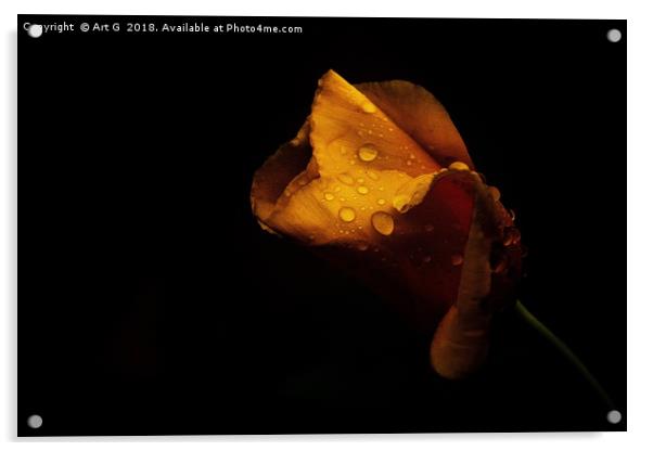 Raindrops on California Poppy Acrylic by Art G