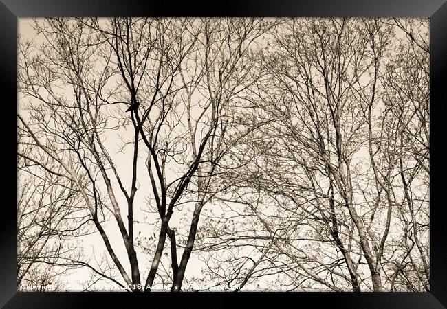 Solitude. Lonely bird, like a lonely human. Framed Print by Robert Pastryk