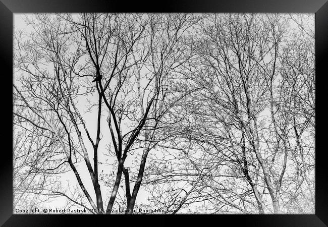 Solitude. Lonely bird, like a lonely human. Framed Print by Robert Pastryk