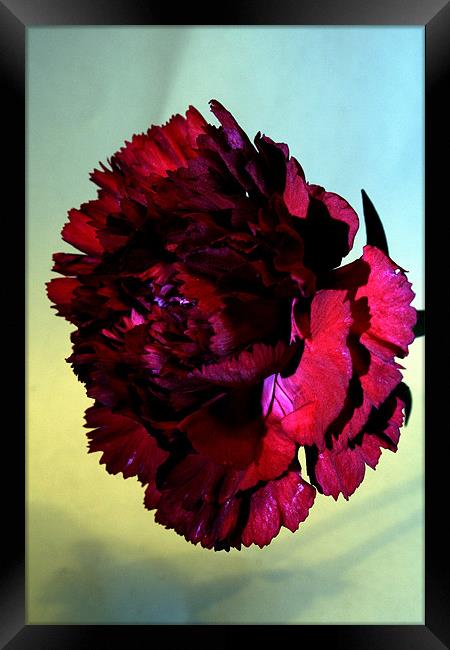 Red carnation Framed Print by Doug McRae