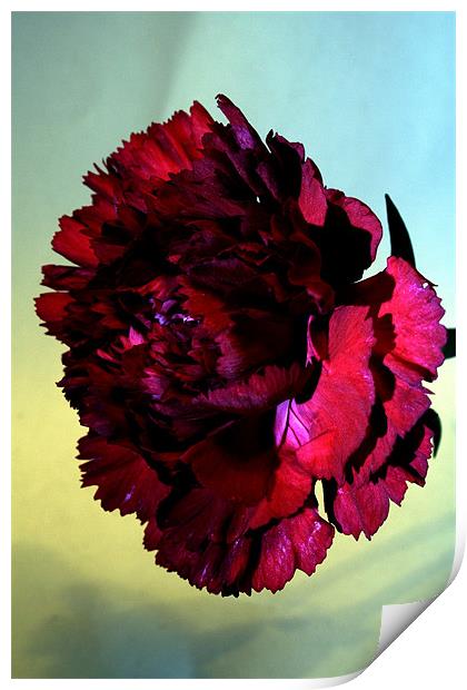 Red carnation Print by Doug McRae