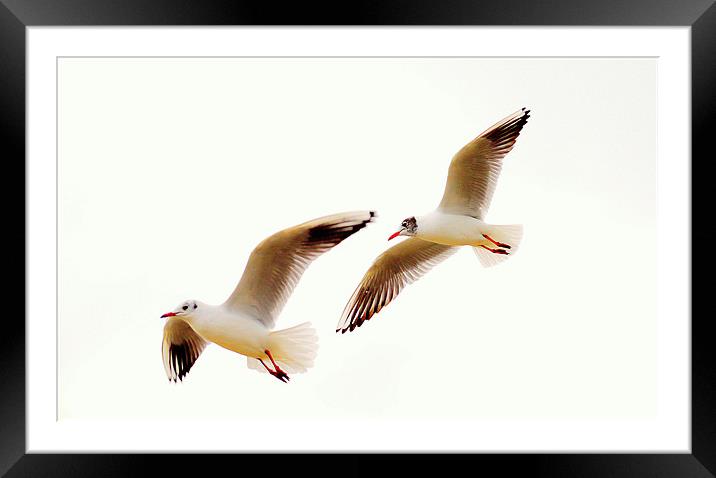 Just Cruising! Framed Mounted Print by Louise Godwin
