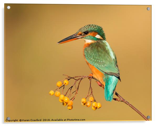 Autumnal Kingfisher Acrylic by Karen Crawford