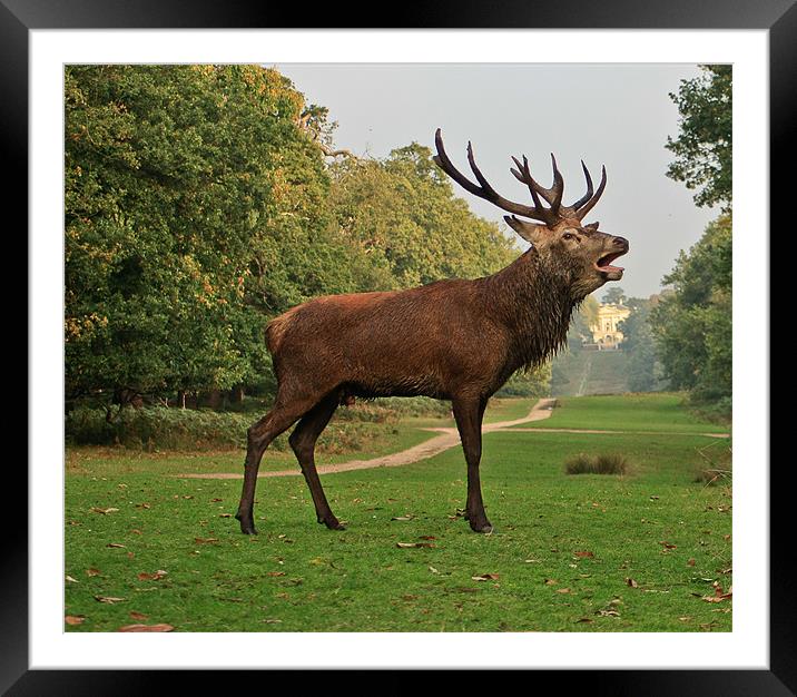 Stately Stag in Richmond Park, London, UK Framed Mounted Print by Dawn O'Connor