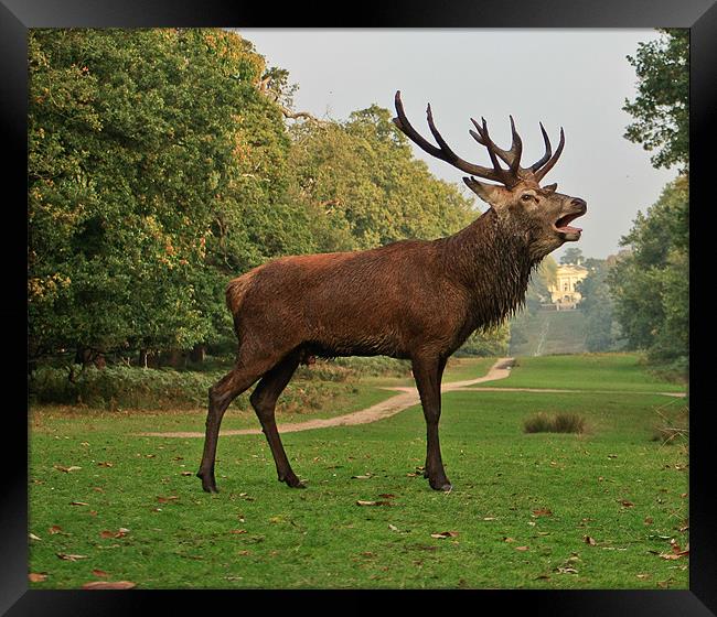 Stately Stag in Richmond Park, London, UK Framed Print by Dawn O'Connor