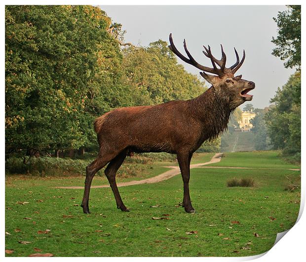 Stately Stag in Richmond Park, London, UK Print by Dawn O'Connor