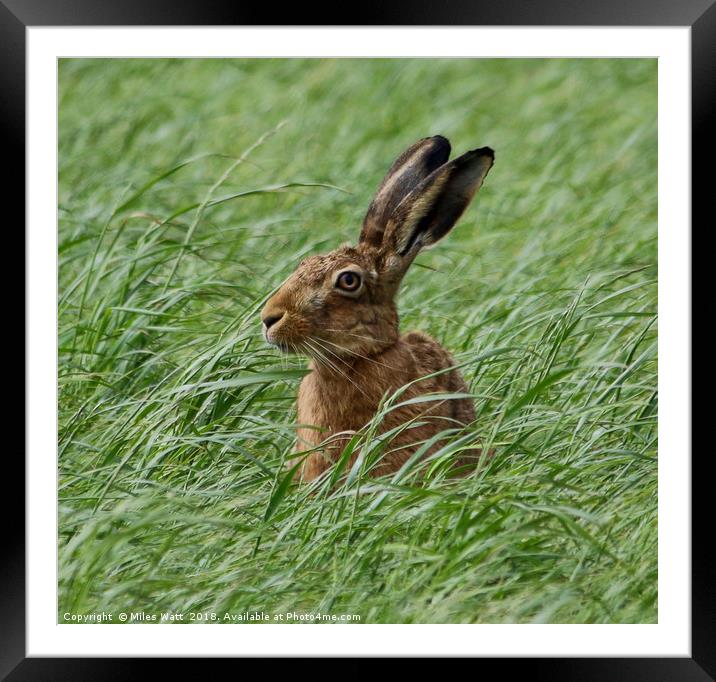 Inquisitive Hare Framed Mounted Print by Miles Watt