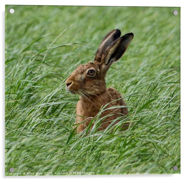 Inquisitive Hare Acrylic by Miles Watt