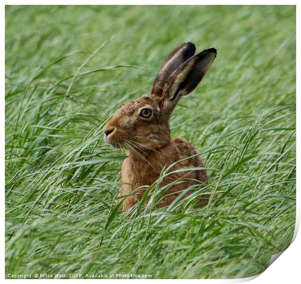 Inquisitive Hare Print by Miles Watt