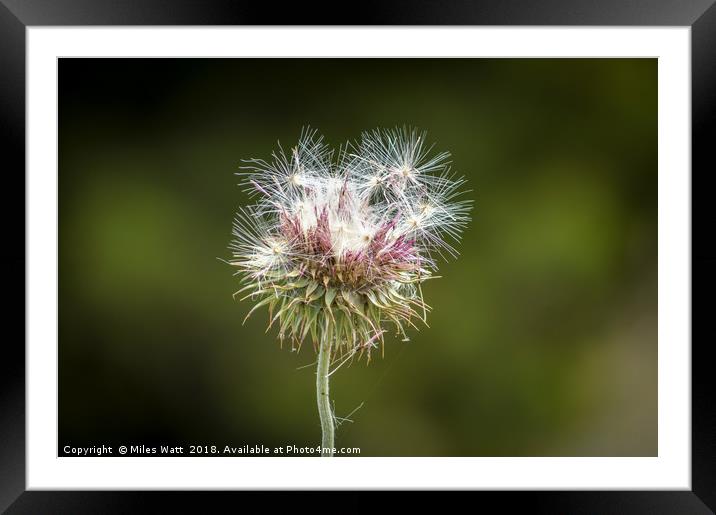 Gone To Seed Framed Mounted Print by Miles Watt