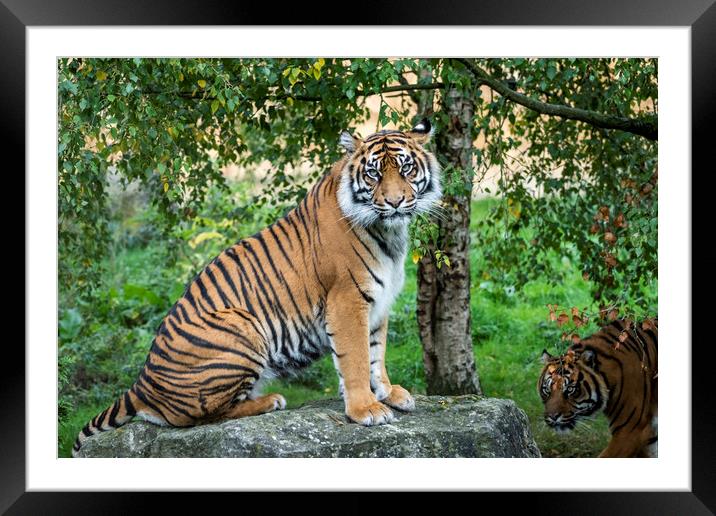 Tiger Tiger Framed Mounted Print by Sam Smith