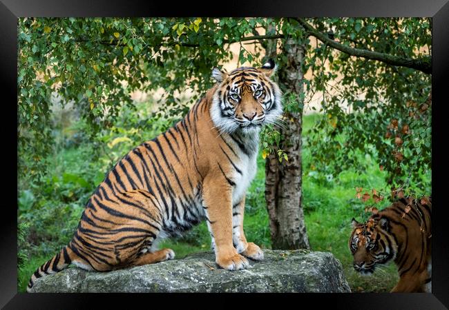 Tiger Tiger Framed Print by Sam Smith