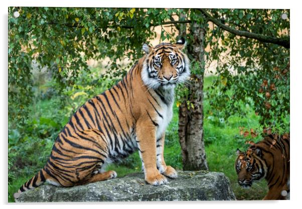 Tiger Tiger Acrylic by Sam Smith