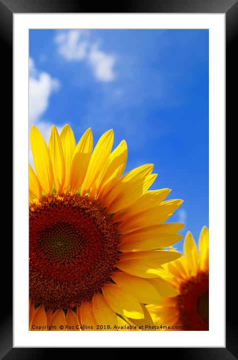 Sunflower Abstract  Framed Mounted Print by Roz Collins