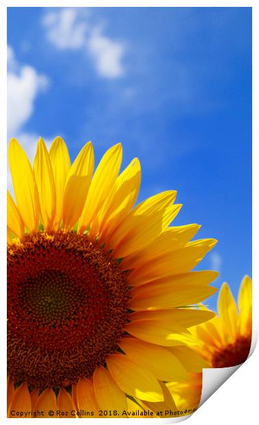 Sunflower Abstract  Print by Roz Collins