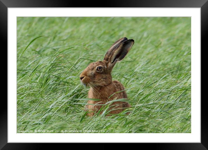 Inquisitive Hare Landscape Framed Mounted Print by Miles Watt