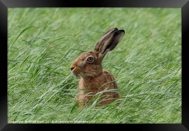 Inquisitive Hare Landscape Framed Print by Miles Watt