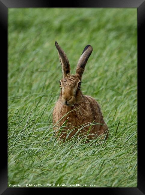 Proud Hare Framed Print by Miles Watt