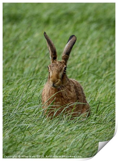 Proud Hare Print by Miles Watt