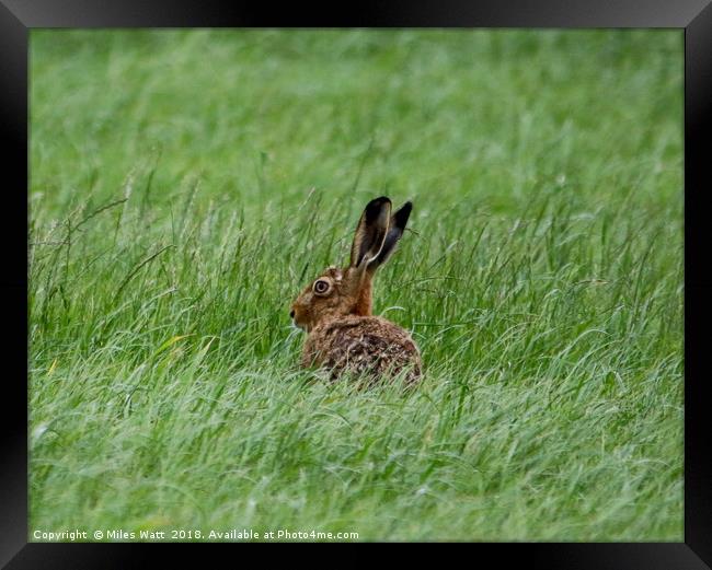 Sulking Hare  Framed Print by Miles Watt