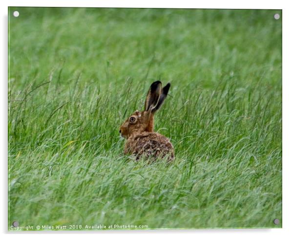 Sulking Hare  Acrylic by Miles Watt