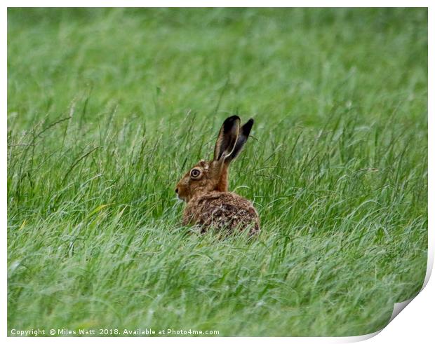 Sulking Hare  Print by Miles Watt