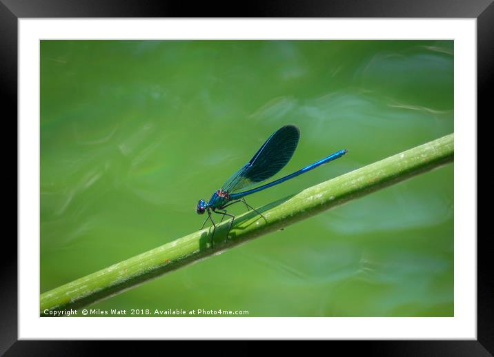 Blue Dragon Fly Framed Mounted Print by Miles Watt