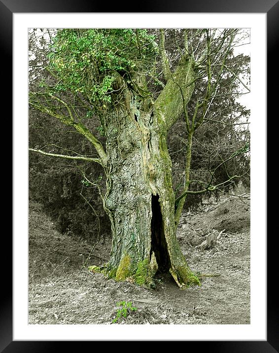 Treebeard! Framed Mounted Print by Susie Hawkins