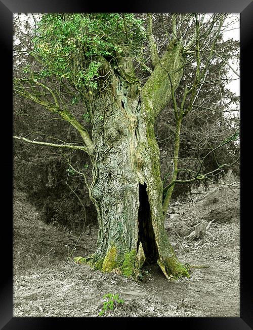 Treebeard! Framed Print by Susie Hawkins