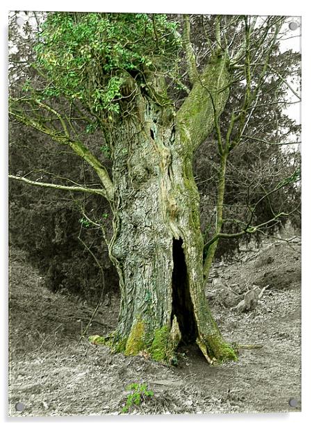 Treebeard! Acrylic by Susie Hawkins