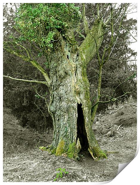 Treebeard! Print by Susie Hawkins