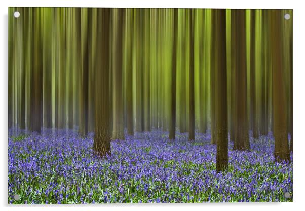 Bluebell Woods Acrylic by Graham Custance