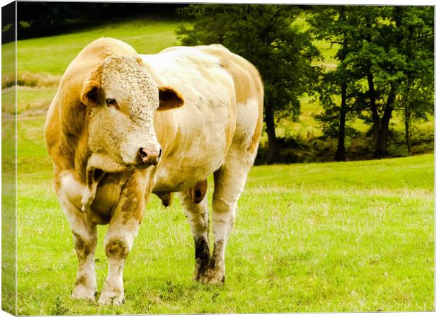 My friend the young Charolais bull Canvas Print by Stephen Robinson