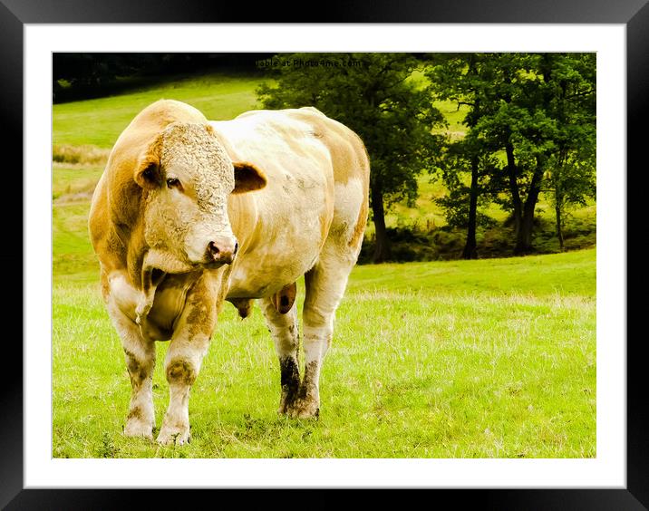 My friend the young Charolais bull Framed Mounted Print by Stephen Robinson