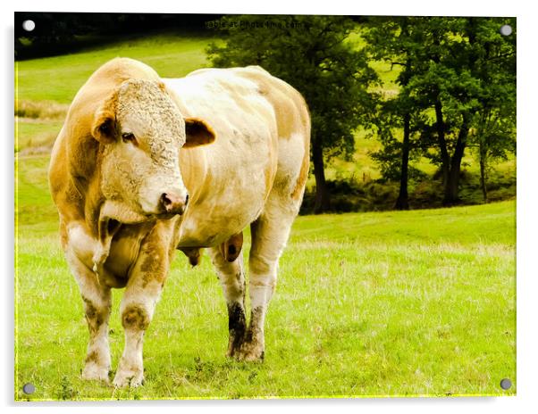 My friend the young Charolais bull Acrylic by Stephen Robinson