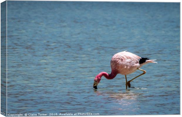 Flamingo in water Canvas Print by Claire Turner