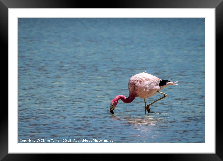 Flamingo in water Framed Mounted Print by Claire Turner