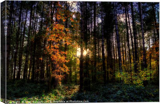 Light in the Trees Canvas Print by Nigel Bangert