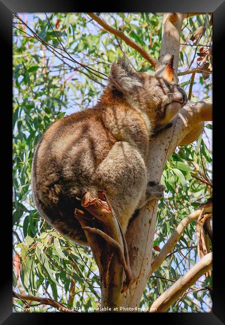 Koala Bear Kennet River Australia Framed Print by Jim Key
