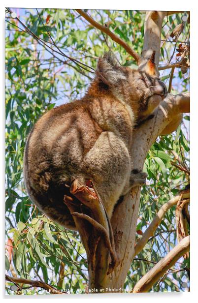 Koala Bear Kennet River Australia Acrylic by Jim Key
