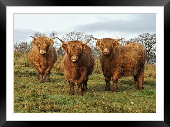 The cheeky cow, Framed Mounted Print by JC studios LRPS ARPS