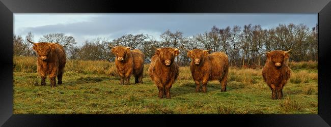 Just cos it's Coosday. Framed Print by JC studios LRPS ARPS