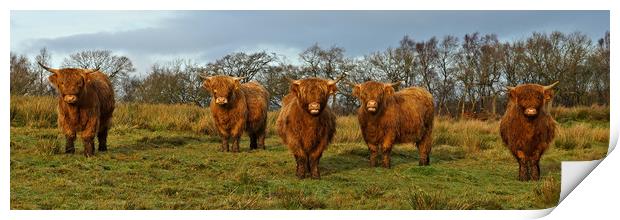 Just cos it's Coosday. Print by JC studios LRPS ARPS