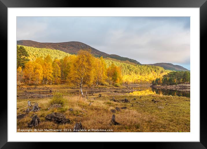 Tree Light Framed Mounted Print by Iain MacDiarmid