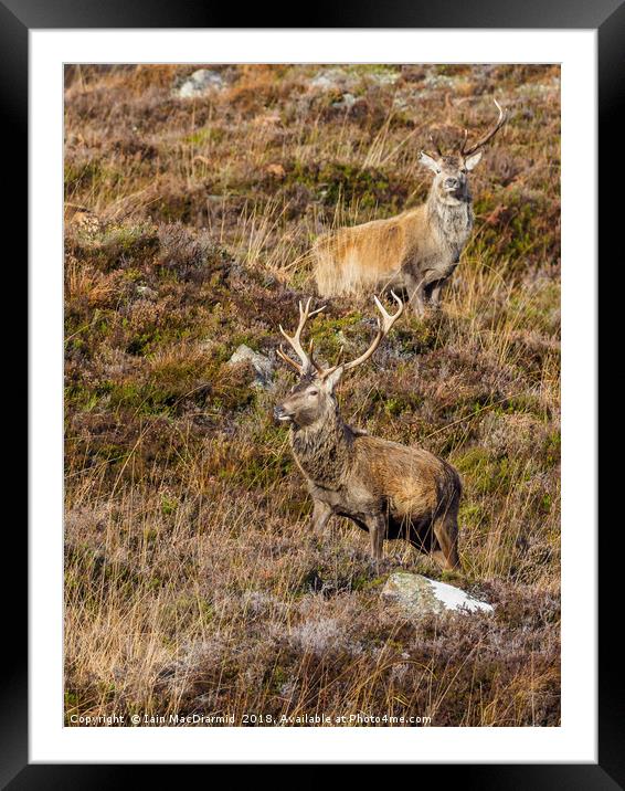 Red Deer Stags Framed Mounted Print by Iain MacDiarmid
